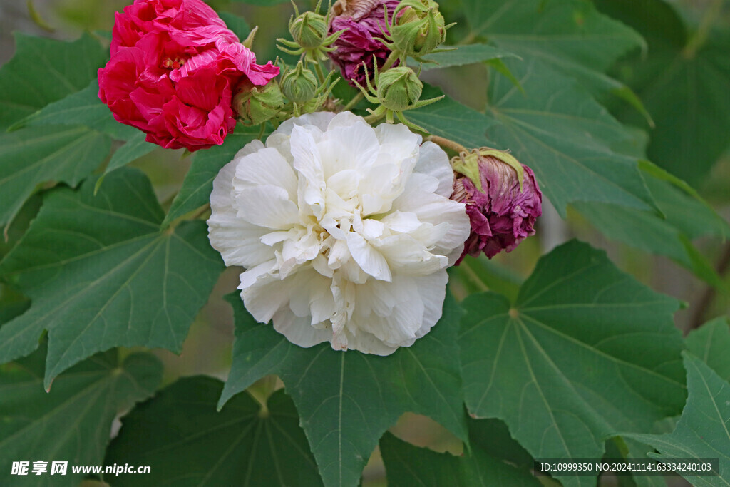 白色木芙蓉花