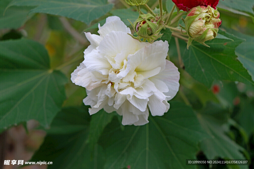 白色木芙蓉花