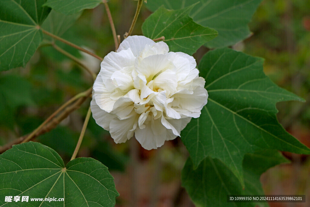 白色木芙蓉花