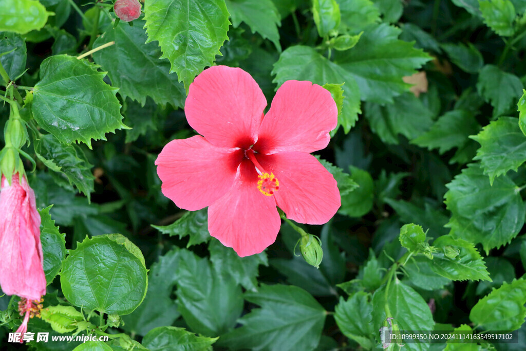 扶桑花