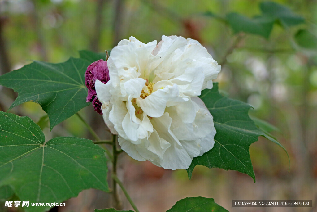 白色木芙蓉花