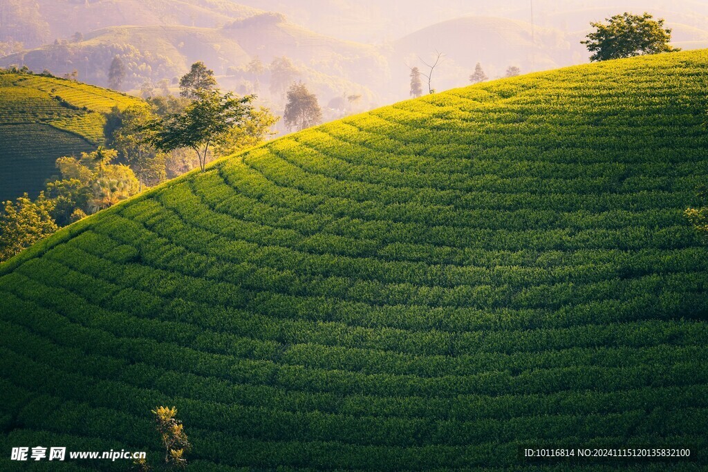 茶园风光