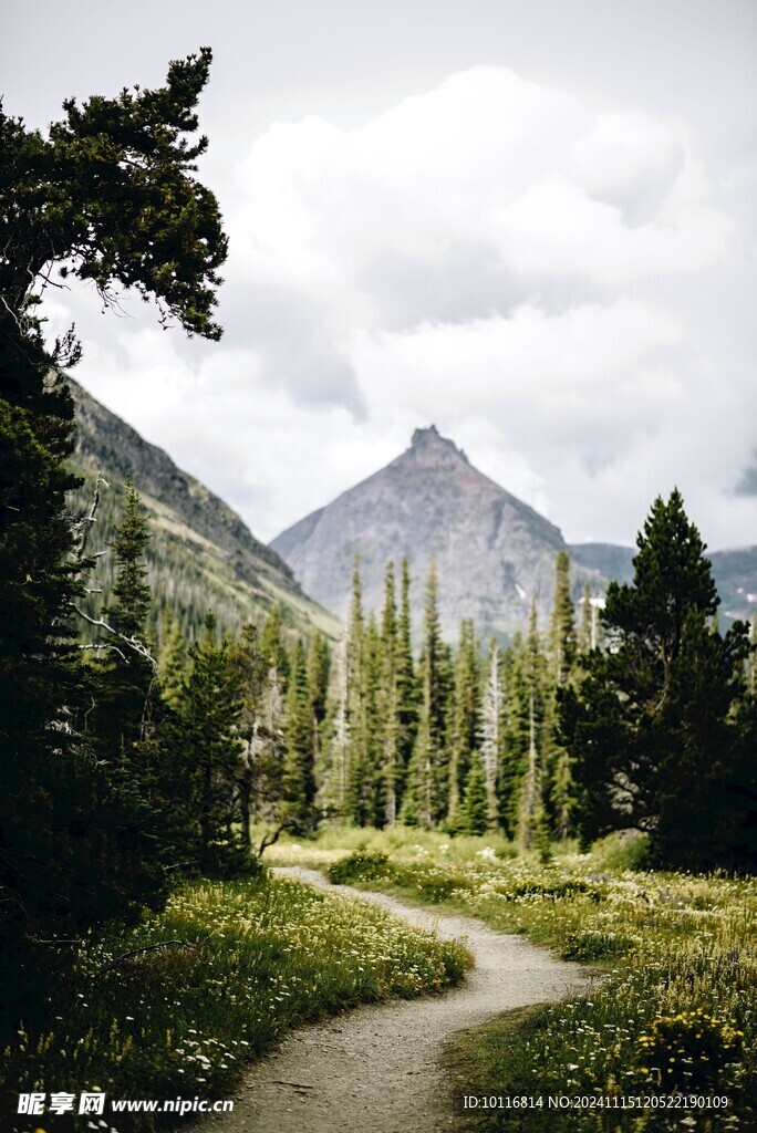 树林远山