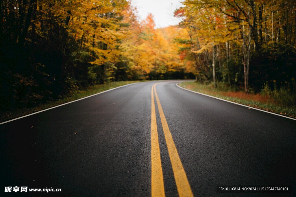 树林公路