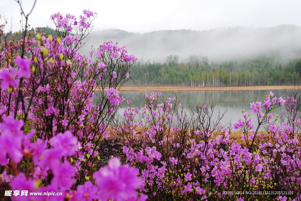 桃花
