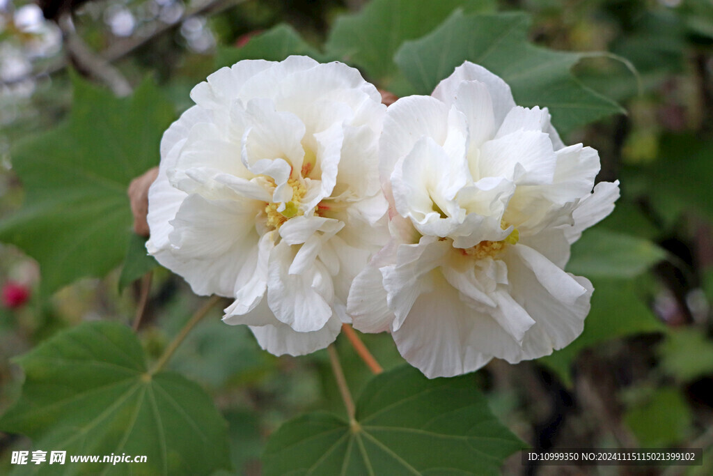 白色木芙蓉花