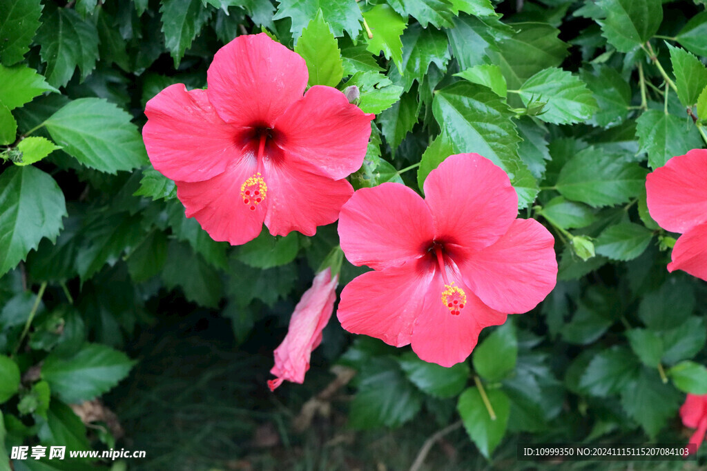 扶桑花
