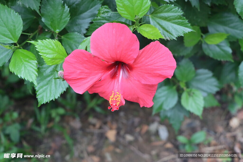 扶桑花