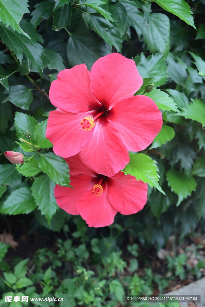 扶桑花