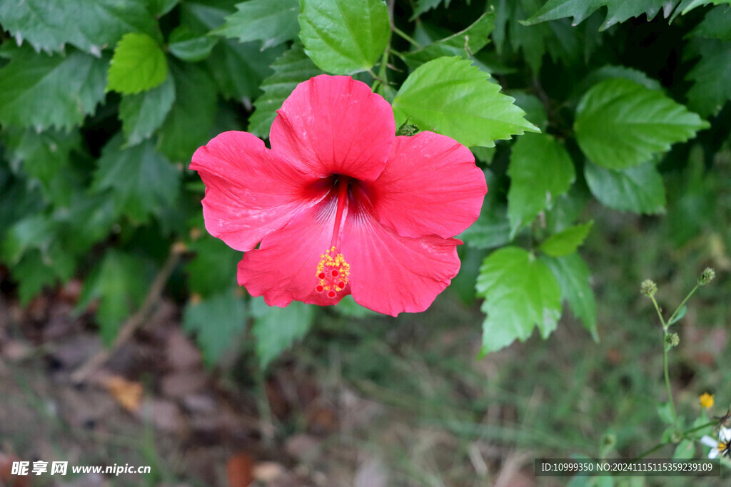 扶桑花