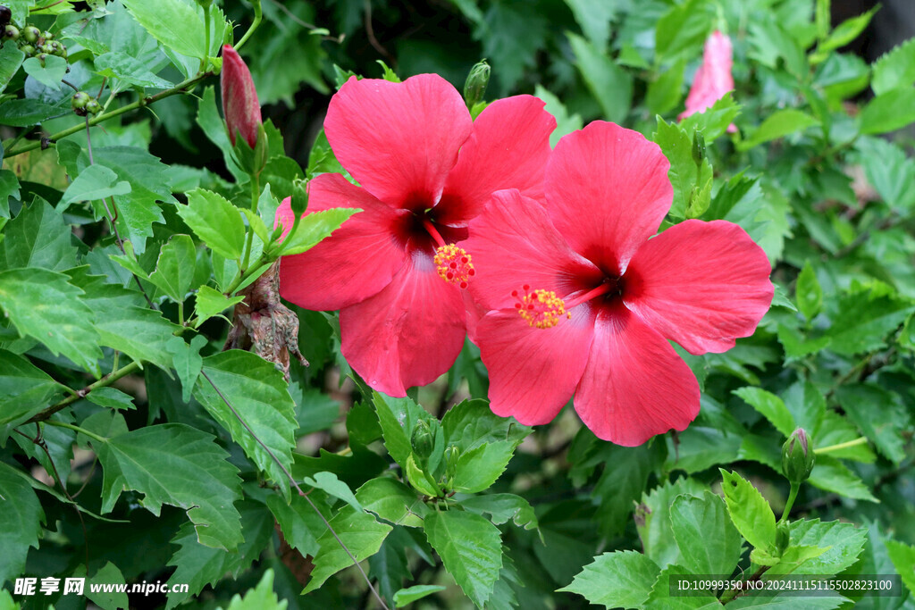 扶桑花
