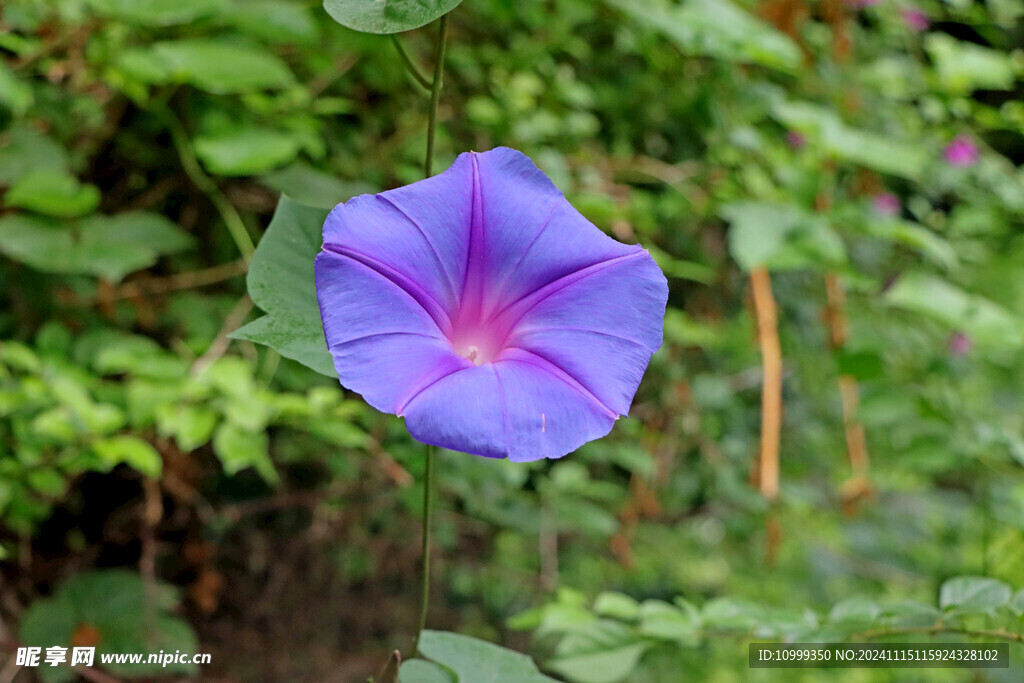 牵牛花