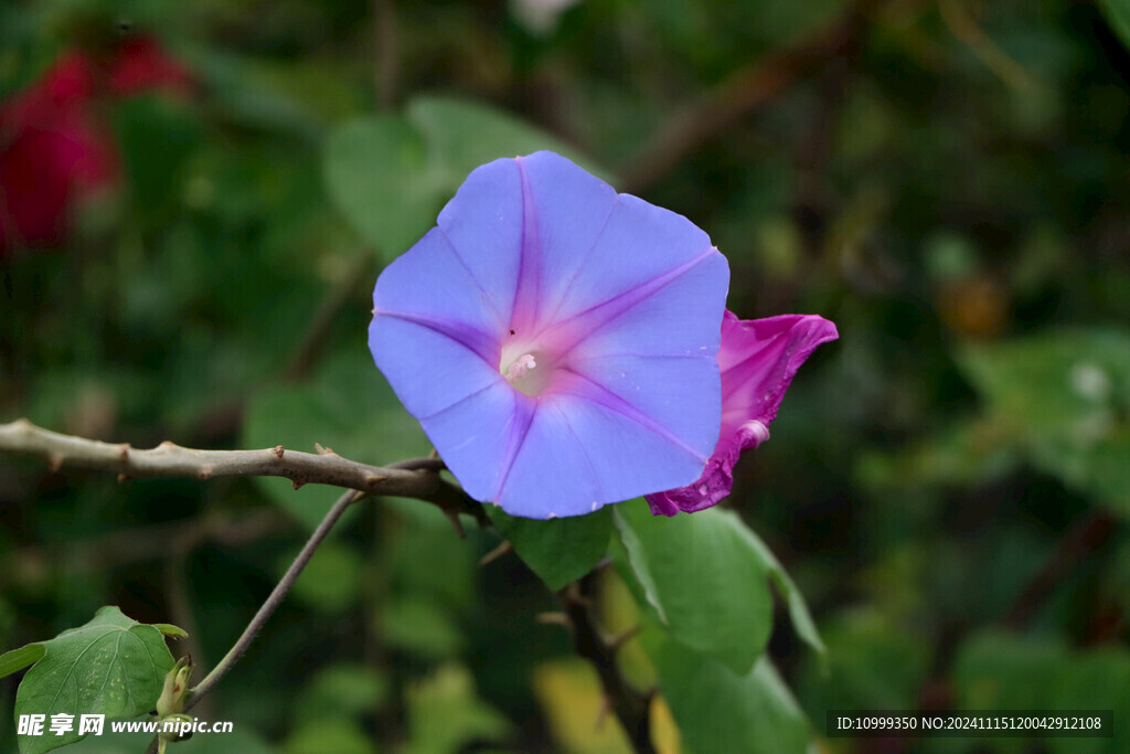 牵牛花 