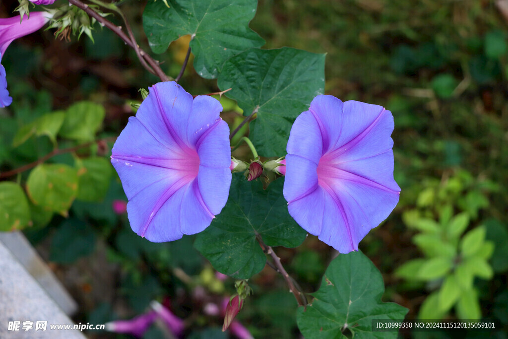 牵牛花