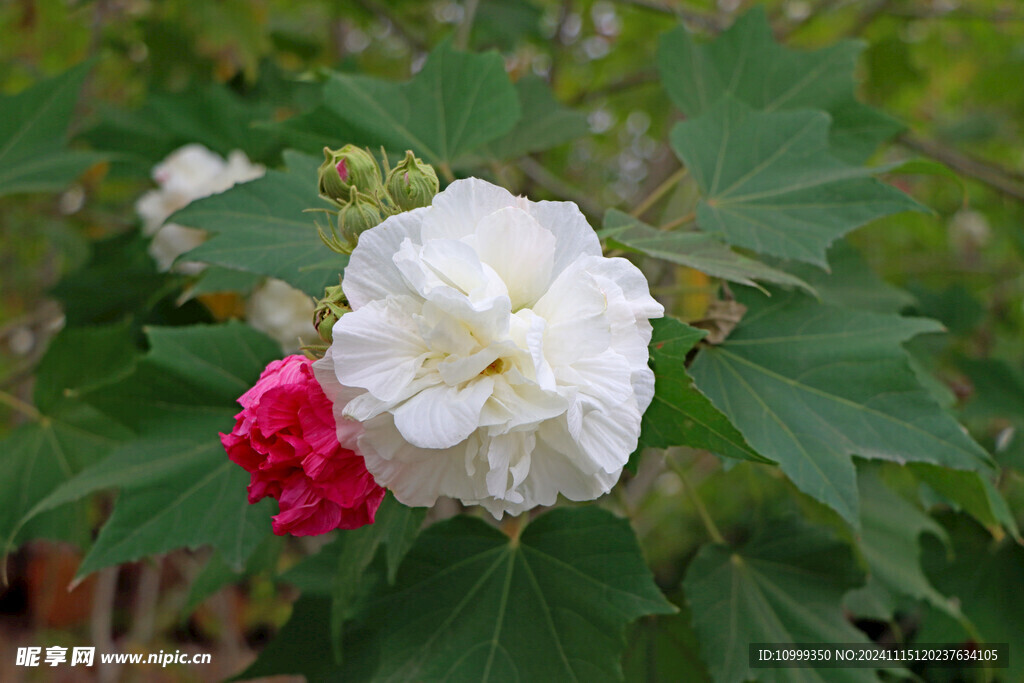 白色木芙蓉花