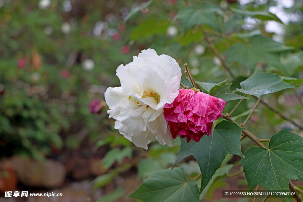 白色木芙蓉花