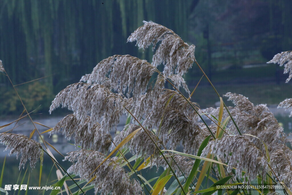 芦苇芦花 