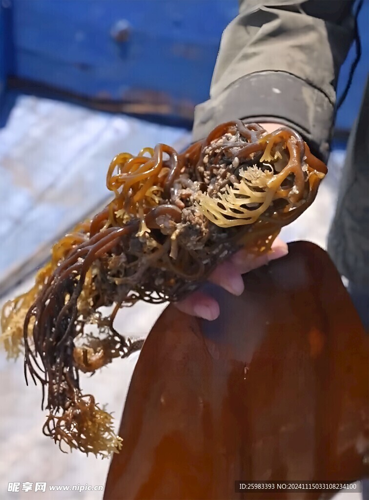 海带养殖