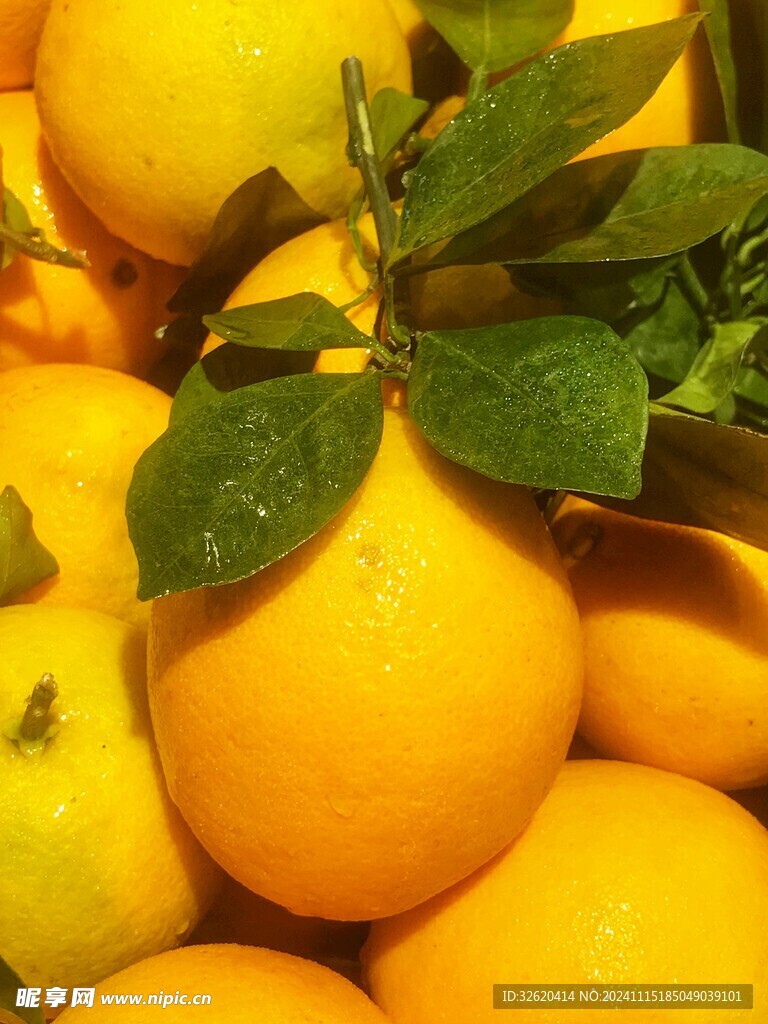 脐橙