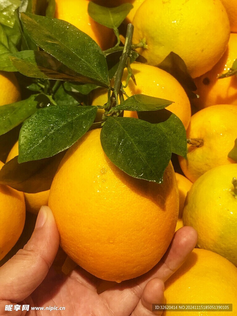 脐橙