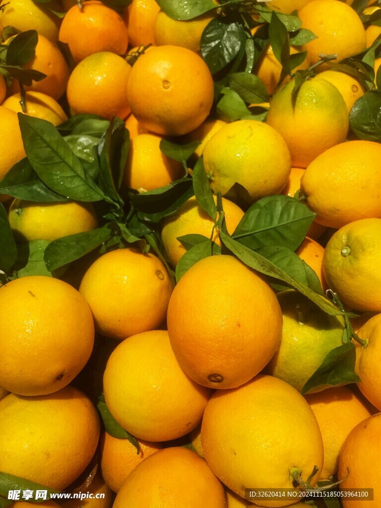 脐橙