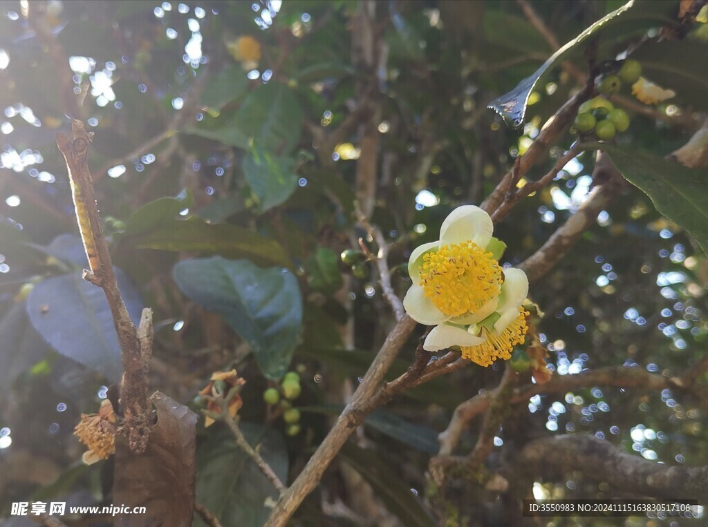 云南 茶山 茶叶 茶花