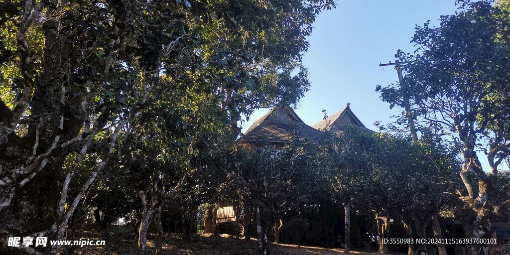 云南 建筑 茶树 旅游 