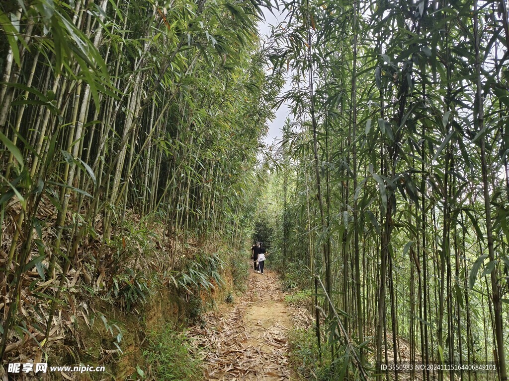 竹子 自然  风景