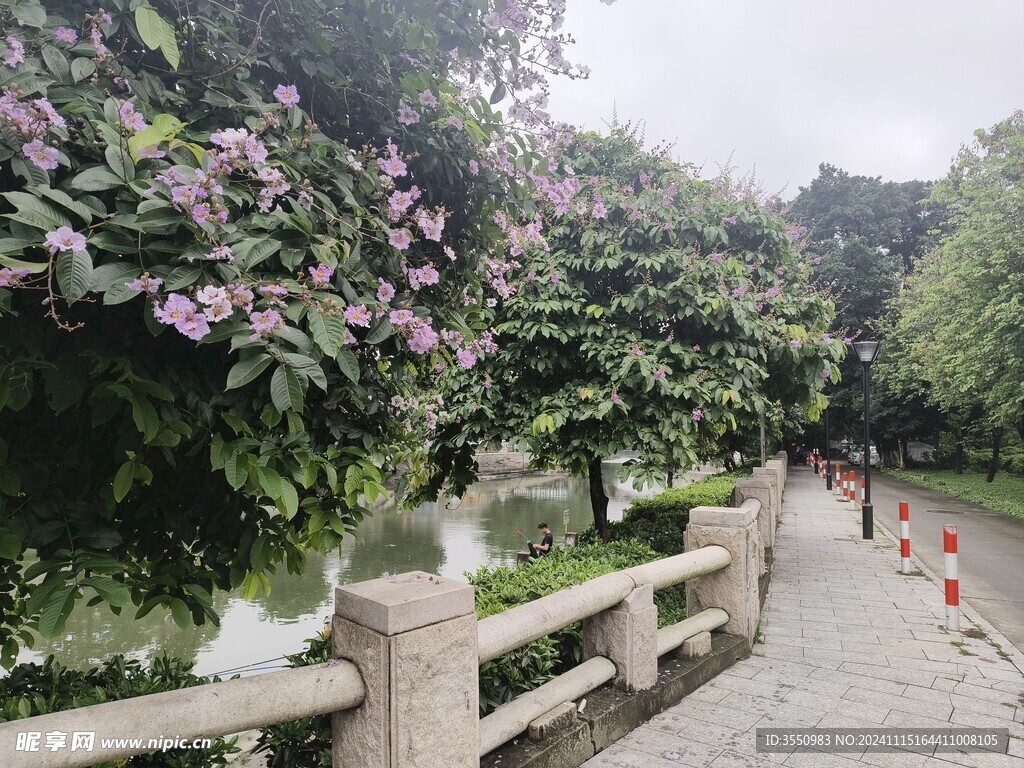 自然 花朵 风景