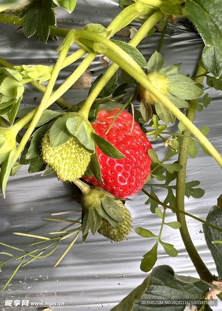 草莓栽培