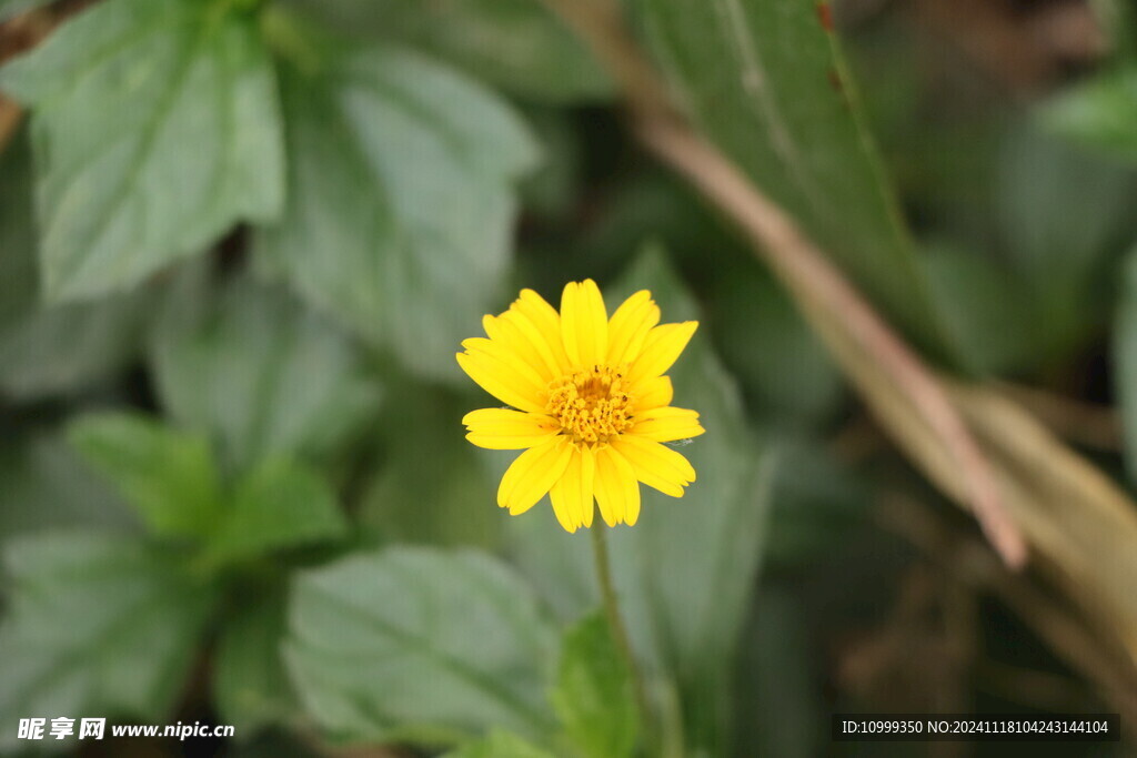 黄色野菊花