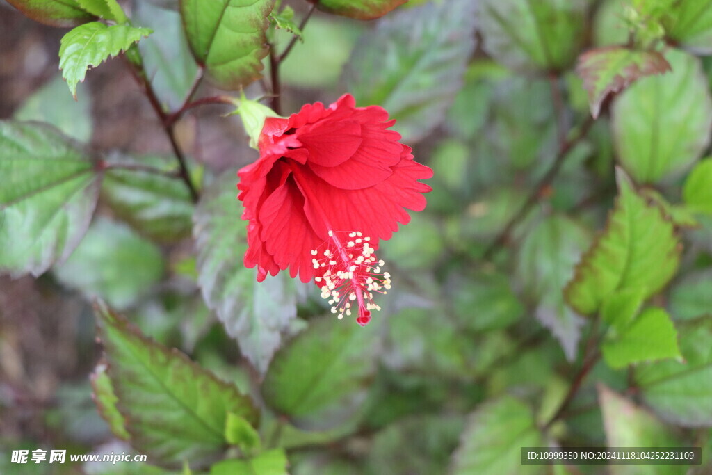 扶桑花