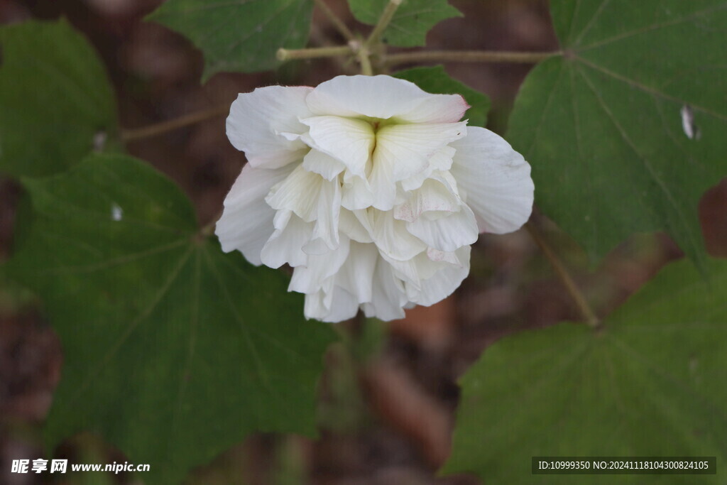 白色木芙蓉花