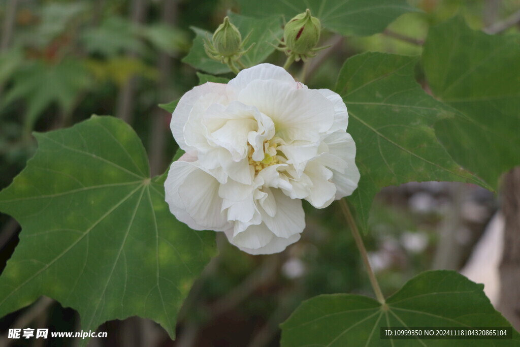 白色木芙蓉花