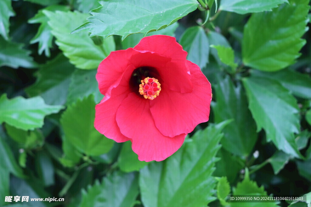 扶桑花