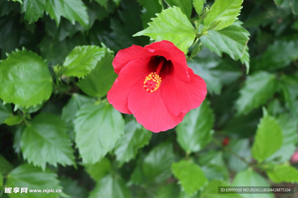 扶桑花