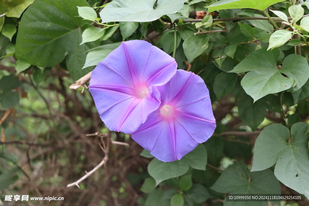 牵牛花