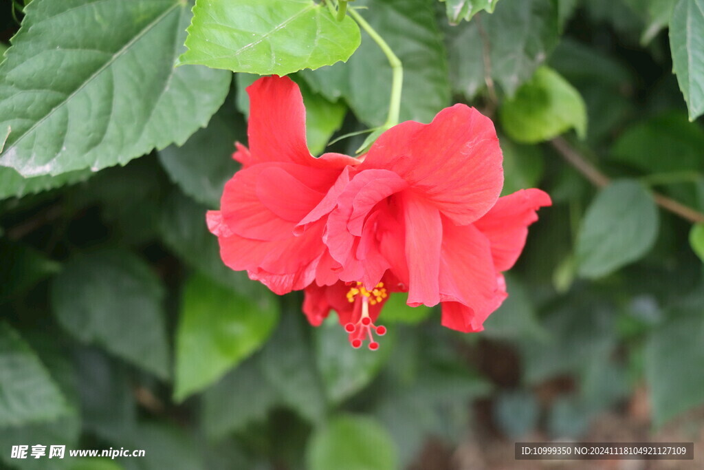 扶桑花