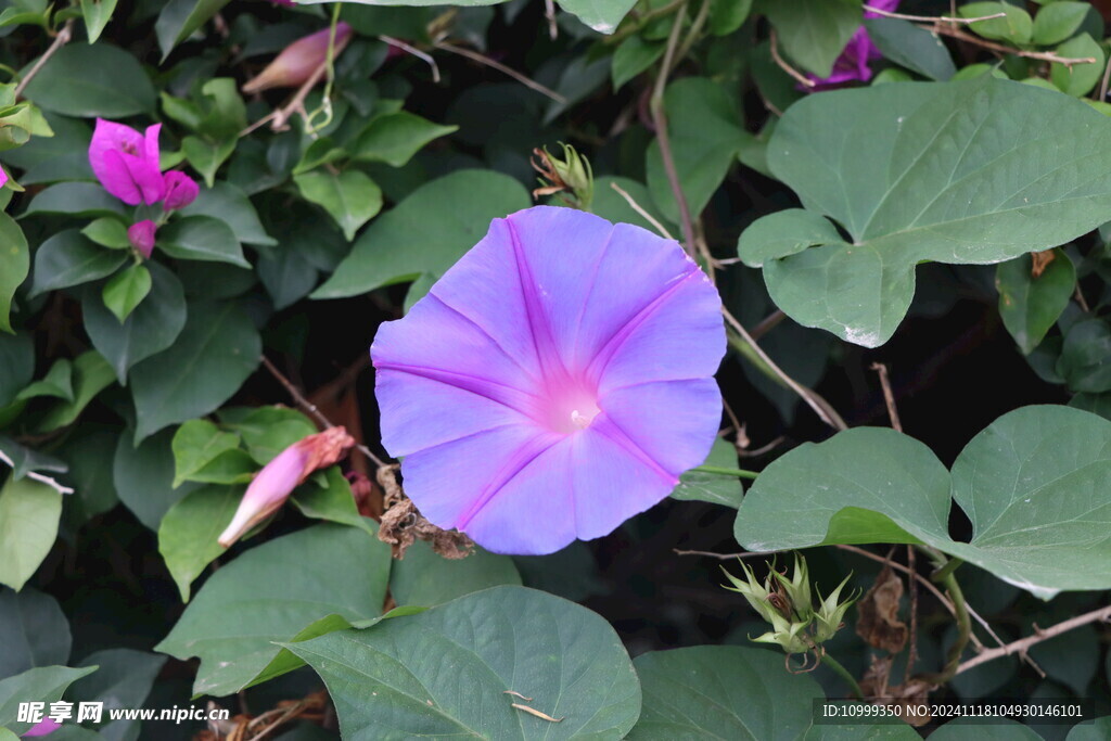 牵牛花