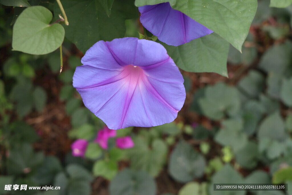 牵牛花