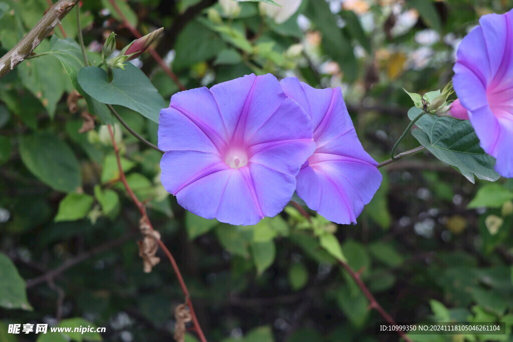 牵牛花