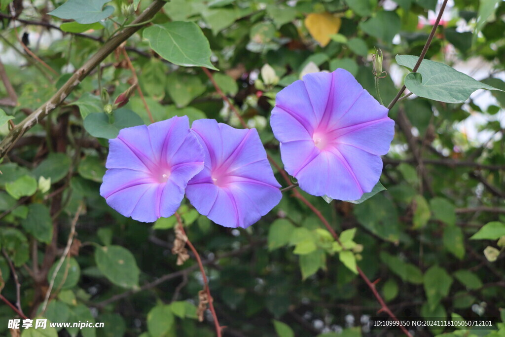 牵牛花