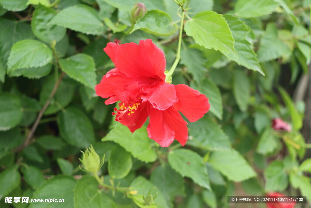 扶桑花