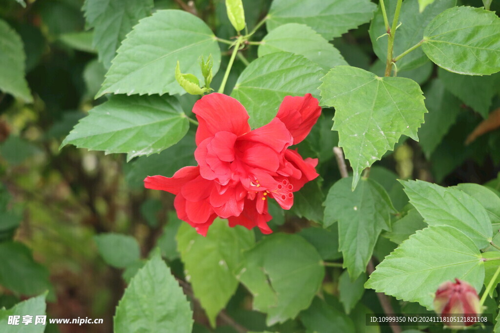 扶桑花
