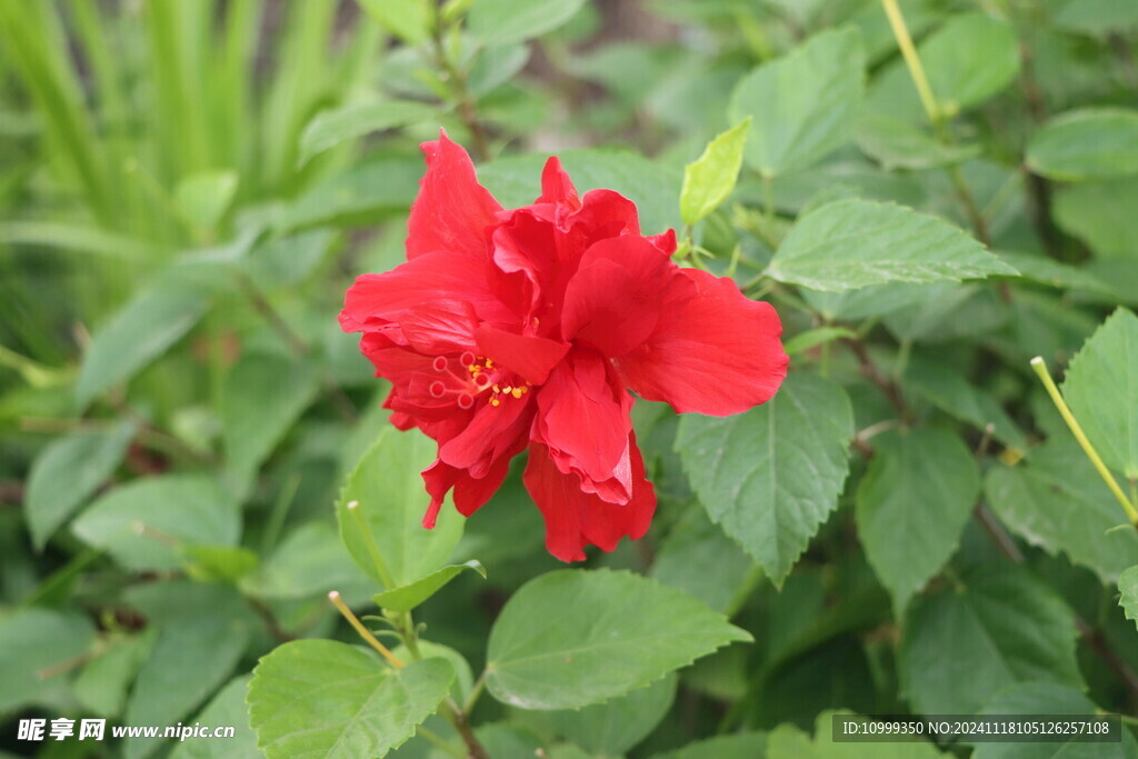 扶桑花