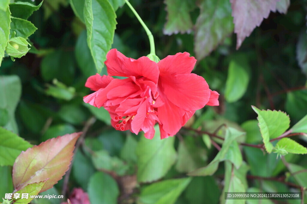 扶桑花