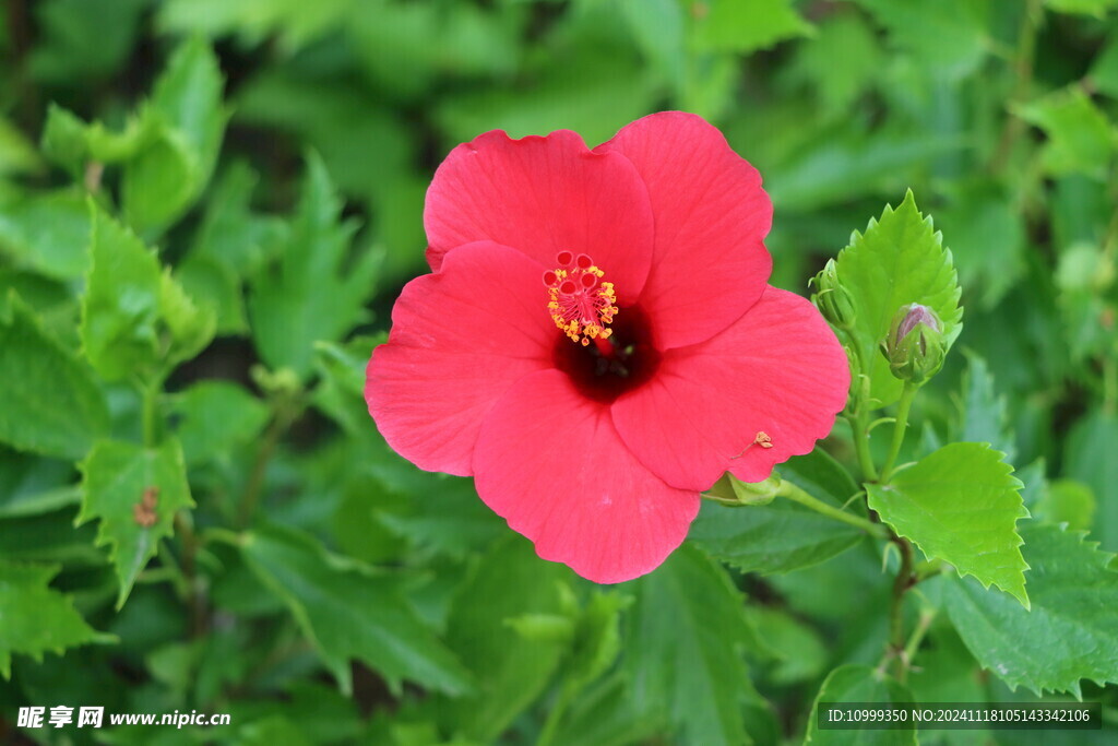 扶桑花