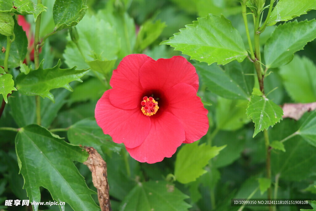 扶桑花