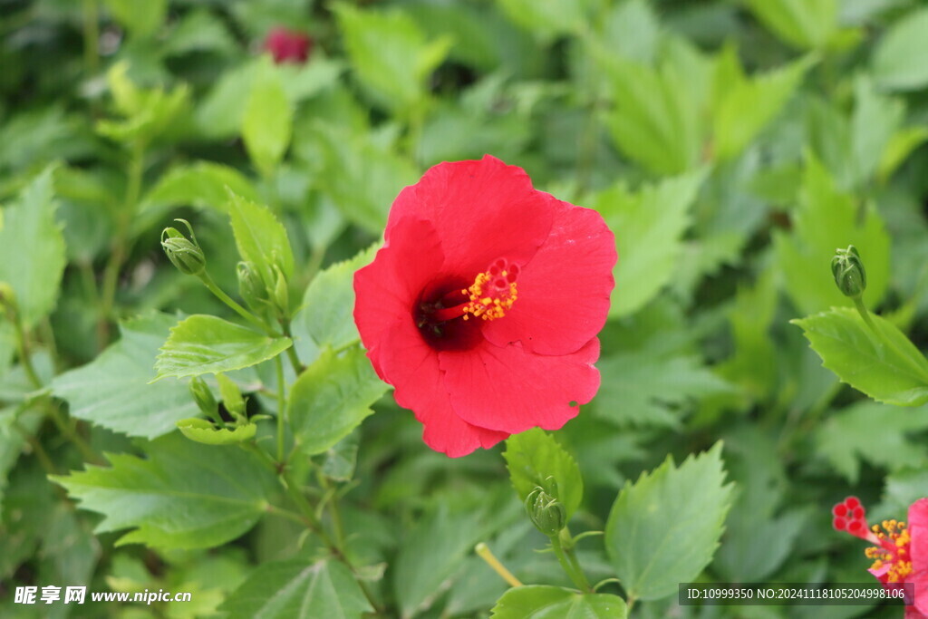 扶桑花