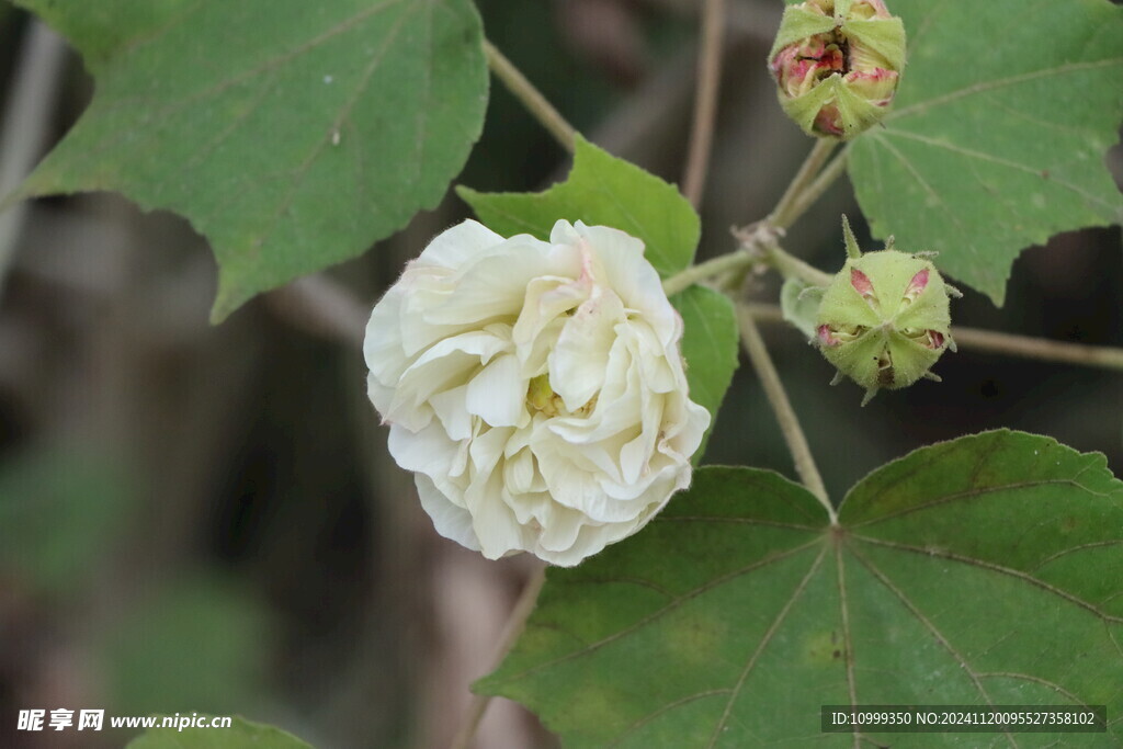 白色木芙蓉花